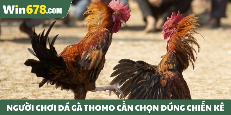 Người chơi cần chọn đúng chiến kê