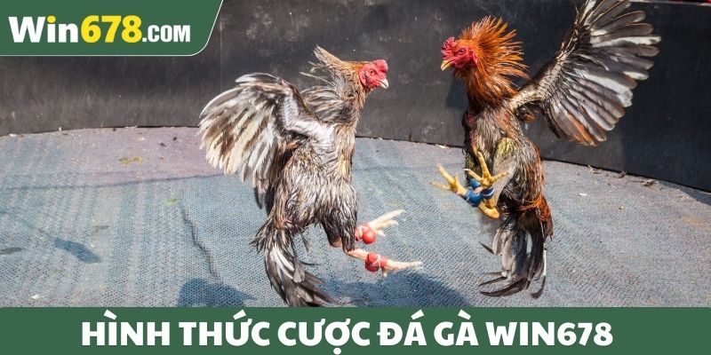 Các hình thức đá gà Win678